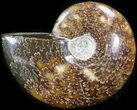 Cleoniceras Ammonite Fossil - Madagascar #41660-1